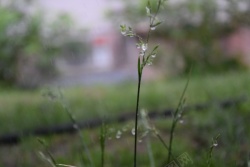 草丛地面地面植物草丛高清图片