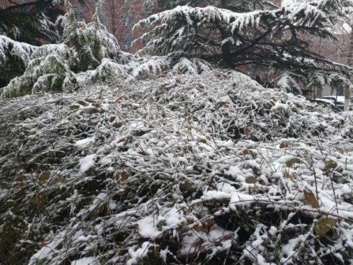 雪景摄影图片