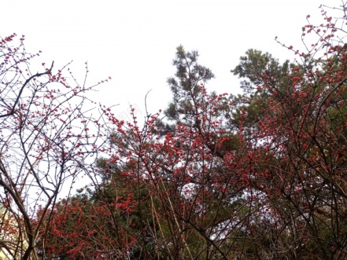 秋冬植物摄影图片