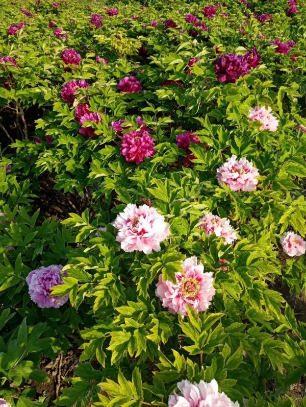 国色天香jpg_新图网 https://ixintu.com 植物 牡丹花 绿色
