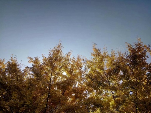 秋天的树摄影图片