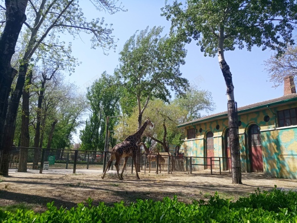 动物园的长颈鹿jpg_新图网 https://ixintu.com 动物园 房舍 树木 长颈鹿