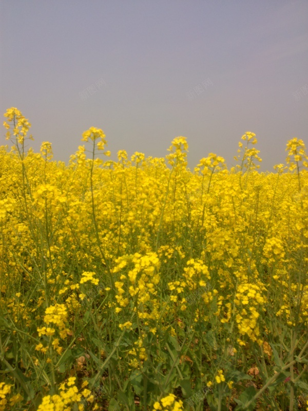 油菜花jpg_新图网 https://ixintu.com 油菜花 盛开 黄色