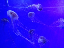 水素材蓝色海洋水母高清图片
