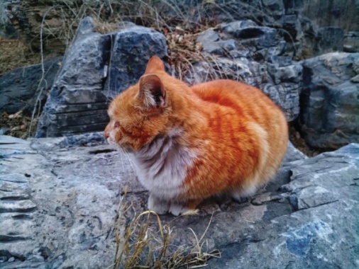 黄色橘猫摄影图片
