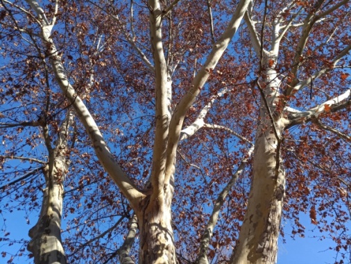 树木蓝天摄影图片