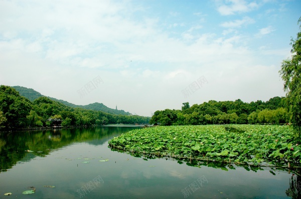 静湖风光jpg_新图网 https://ixintu.com 树木 树林 河流 湖水 湖边 荷叶 荷花 西湖