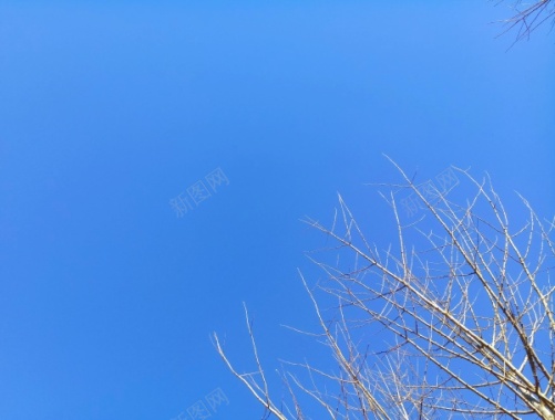 树木蓝天摄影图片