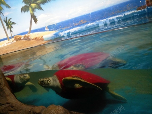 水族馆的海龟摄影图片