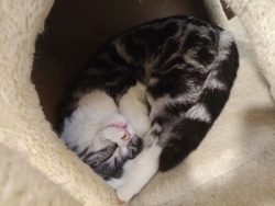 眯眼睛眯着眼睛睡觉的猫高清图片