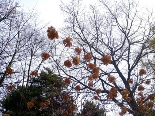 秋冬植物摄影图片