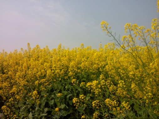 油菜花摄影图片