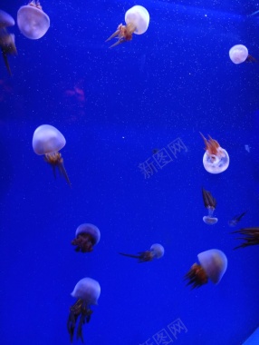 水族馆的水母摄影图片