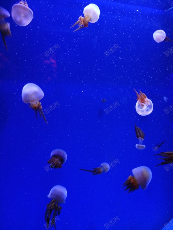 水族馆的水母jpg_新图网 https://ixintu.com 水族馆 水母 海底世界