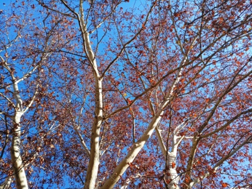 蓝天与树摄影图片