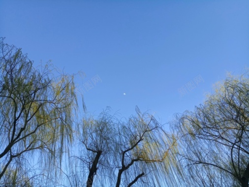 蓝天与树摄影图片