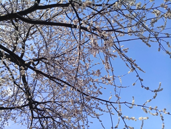 春天的花摄影图片免费下载 图片0mkqkpeqe 新图网