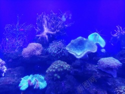 水蓝色蓝色海底生物高清图片