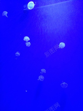 蓝色海洋水母摄影图片