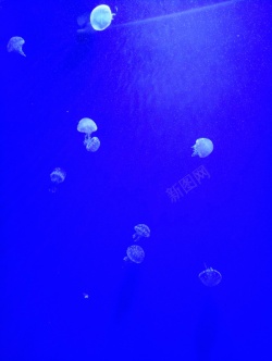 水蓝色蓝色海洋水母高清图片