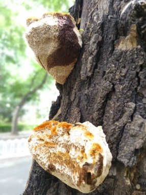 口菇野生菌菇摄影图片