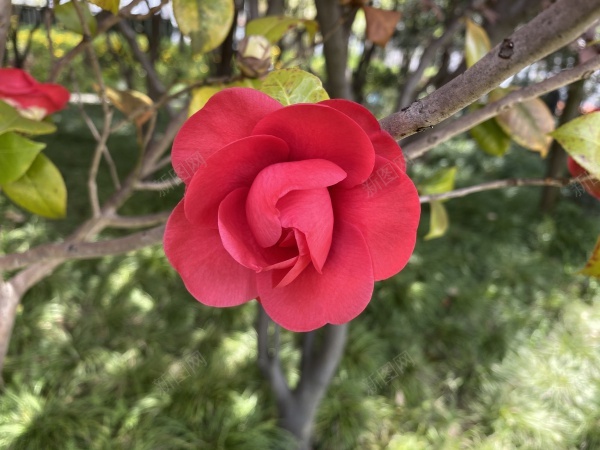 红色花朵jpg_新图网 https://ixintu.com 公园 好看 树 红色 花朵 鲜艳