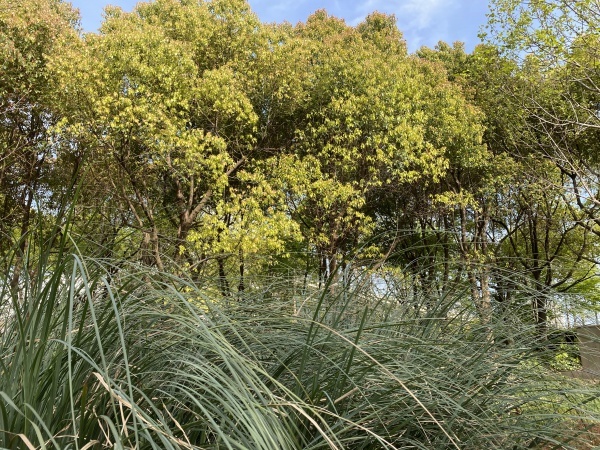 垂着的植物jpg_新图网 https://ixintu.com 垂落 天空 树 植物 白云