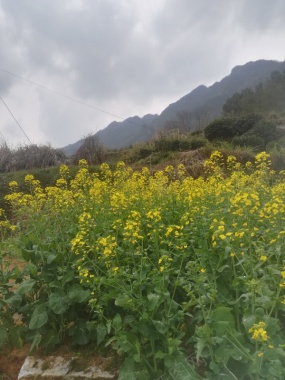 田野油菜花摄影图片