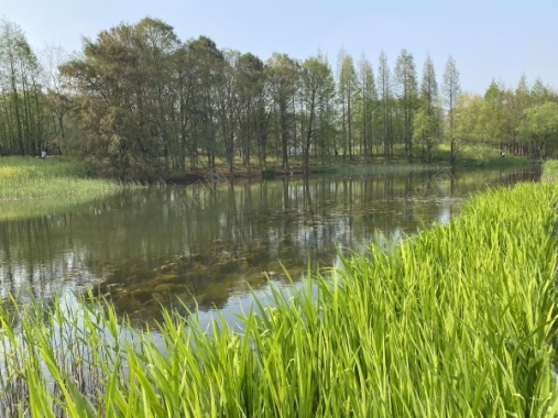 公园湖边芦苇草丛摄影图片