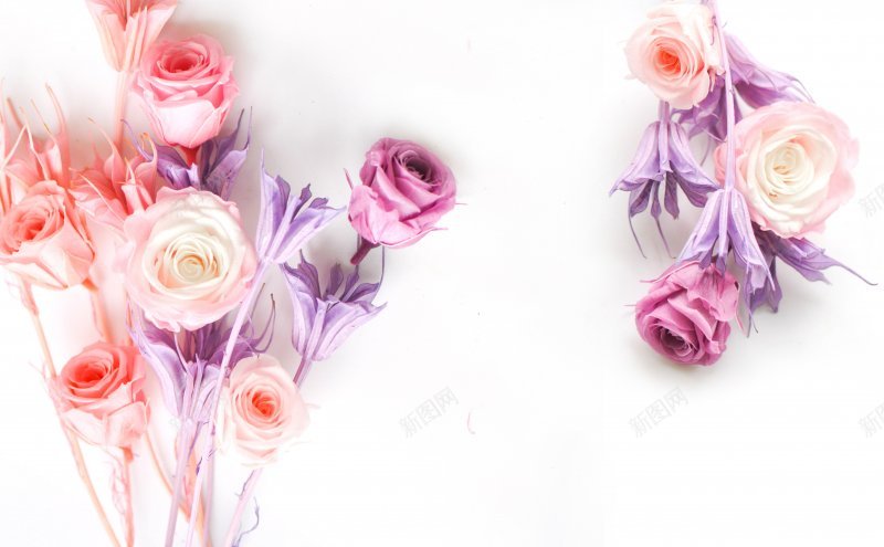 白背景上的花背景背景图片免费下载 素材0xqvegkvj 新图网 白背景上的花背景背景图片免费下载 素材0xqvegkvj 新图网