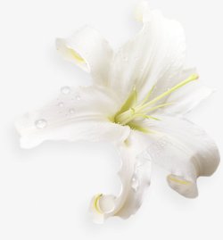 白色百合花卉花朵鲜花绘画图素材