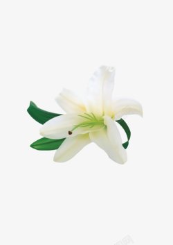 开放的白色百合花朵鲜花素材