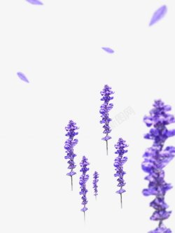 紫色薰衣草透明植物花朵鲜花花卉玫瑰花郁金素材