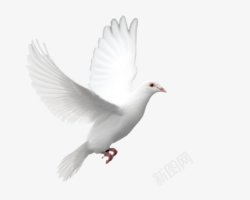 和平鸟飞翔的白鸽高清图片