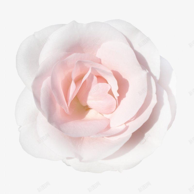 花元素png免抠素材_新图网 https://ixintu.com 一朵花 白牡丹 粉色花朵 花瓣 白色花瓣 花作品 装饰欣赏