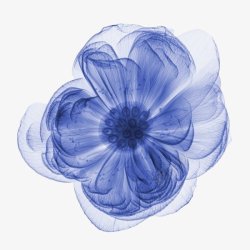 手绘蓝色花卉鲜花透明图案素材