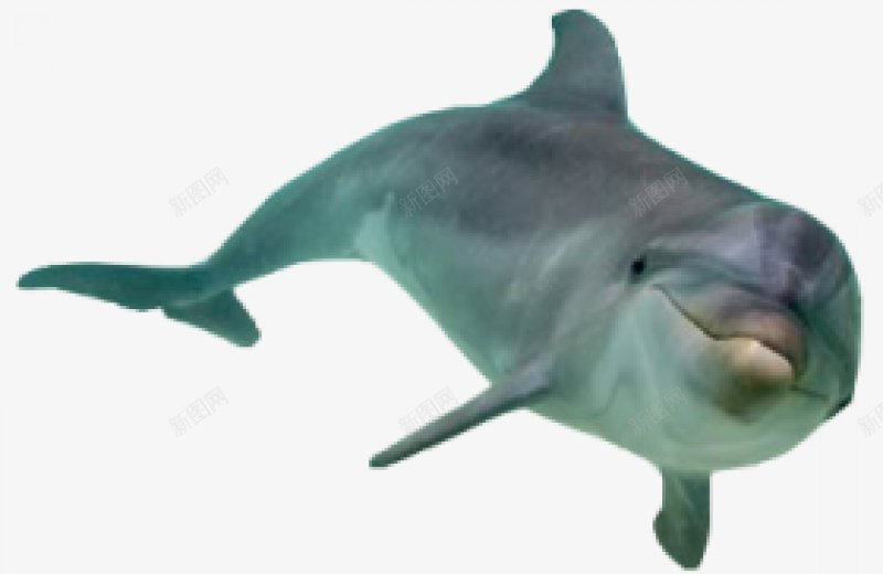 动物海豚动物无透明合成动物png免抠素材_新图网 https://ixintu.com 动物 动物海豚 合成 无 透明