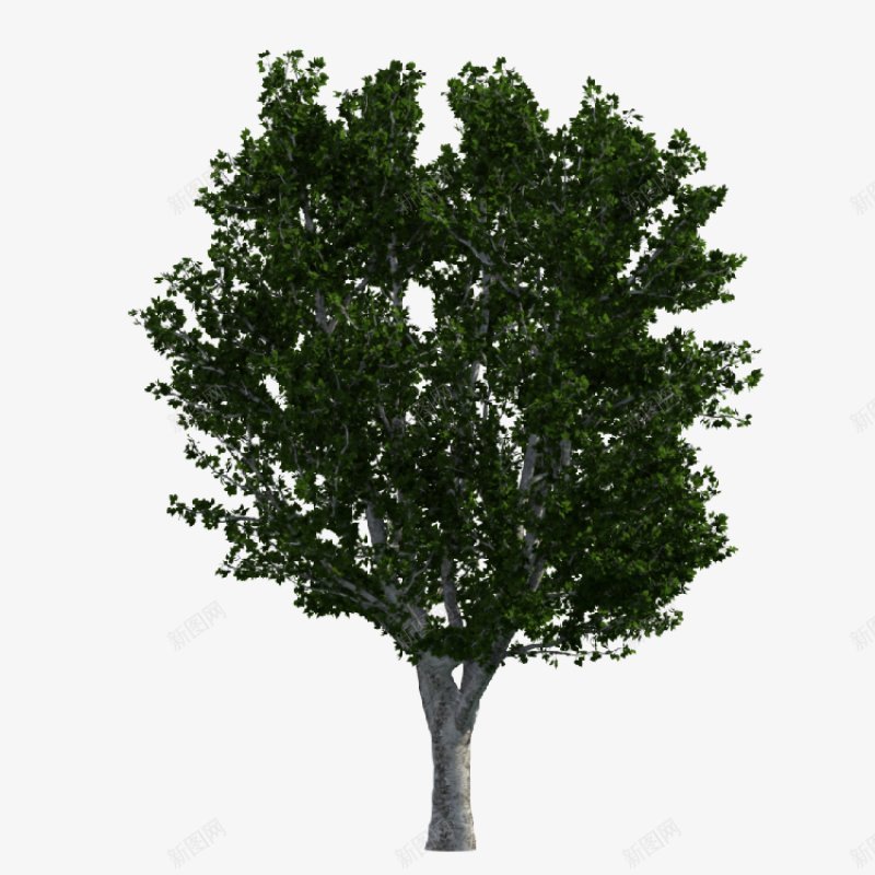 透明树木大全一植物png免抠素材_新图网 https://ixintu.com 植物 透明树木图片大全一