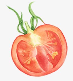 西红柿番茄横切面手绘蔬菜图手绘彩绘水彩插画素材