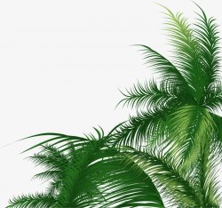 椰树叶子风景系列素材