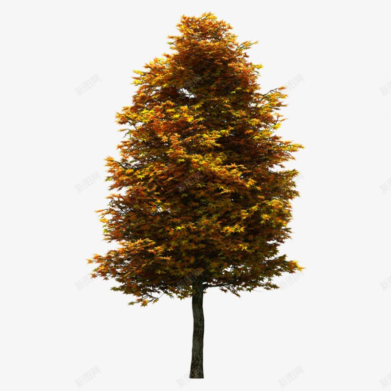 一棵树元素png免抠素材_新图网 https://ixintu.com  树元素 红叶树 旺盛的树 茂密 夏季 夏天的绿植 立体绿植