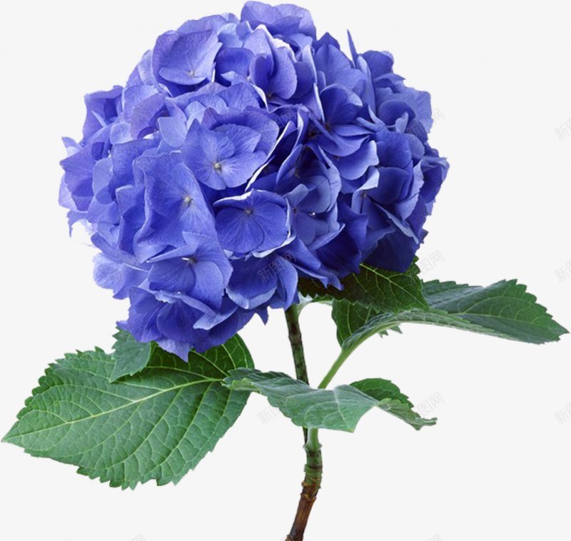 蓝色花朵PNS透明底png免抠素材_新图网 https://ixintu.com PNS透明底 蓝色花朵