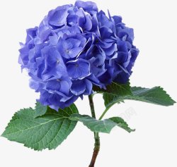 蓝色花朵PNS透明底素材