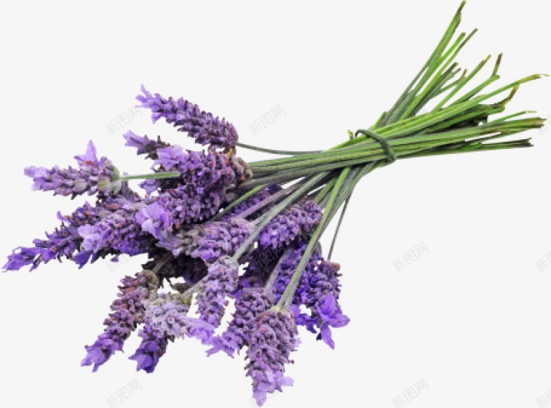 紫色薰衣草透明灬小狮子灬植物花朵鲜花花卉玫瑰花郁金png免抠素材_新图网 https://ixintu.com 免扣 植物花朵 牡丹花 玫瑰花 花卉 花瓣 荷花 薰衣草 郁金香 鲜花