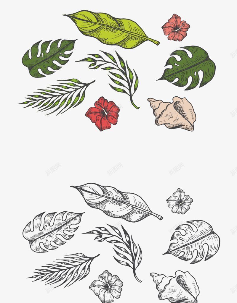 点击大图一套热带夏威夷丛林植物手绘合集包Hpng免抠素材_新图网 https://ixintu.com Drawn Elements Hand Tropical Vector