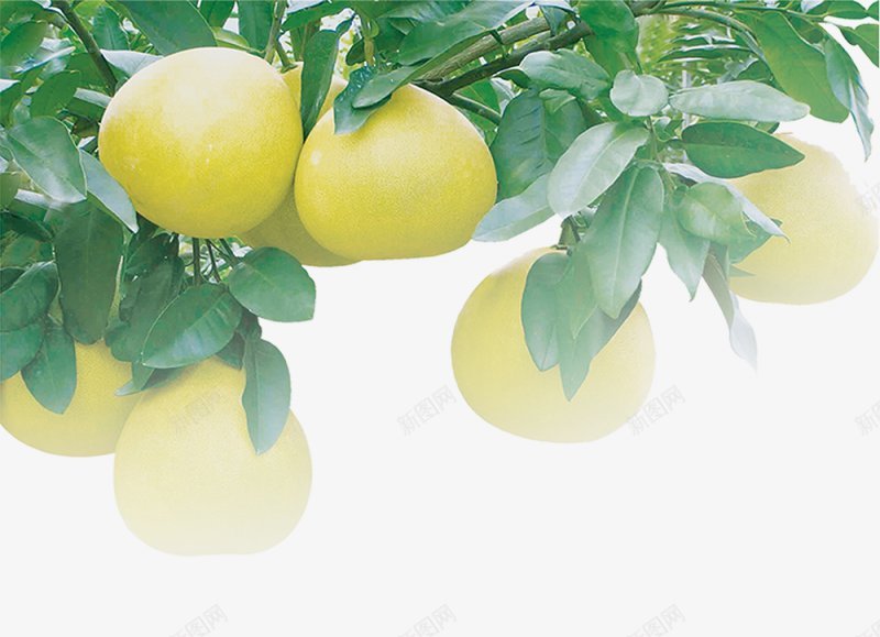 水果柚子柚子树枝子花开png免抠素材_新图网 https://ixintu.com 水果柚子柚子树枝子 花开