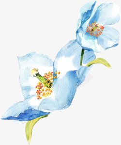 手绘蓝色花卉花朵鲜花绘图素材