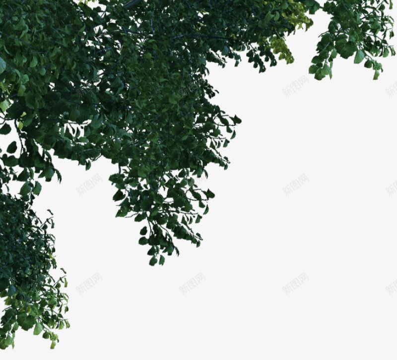 树木茂密枝叶写实装饰元素png免抠素材_新图网 https://ixintu.com  树叶  绿色  旺盛  枝叶 茂密  叶子 植物 装饰 树元素 写实 几何 图案
