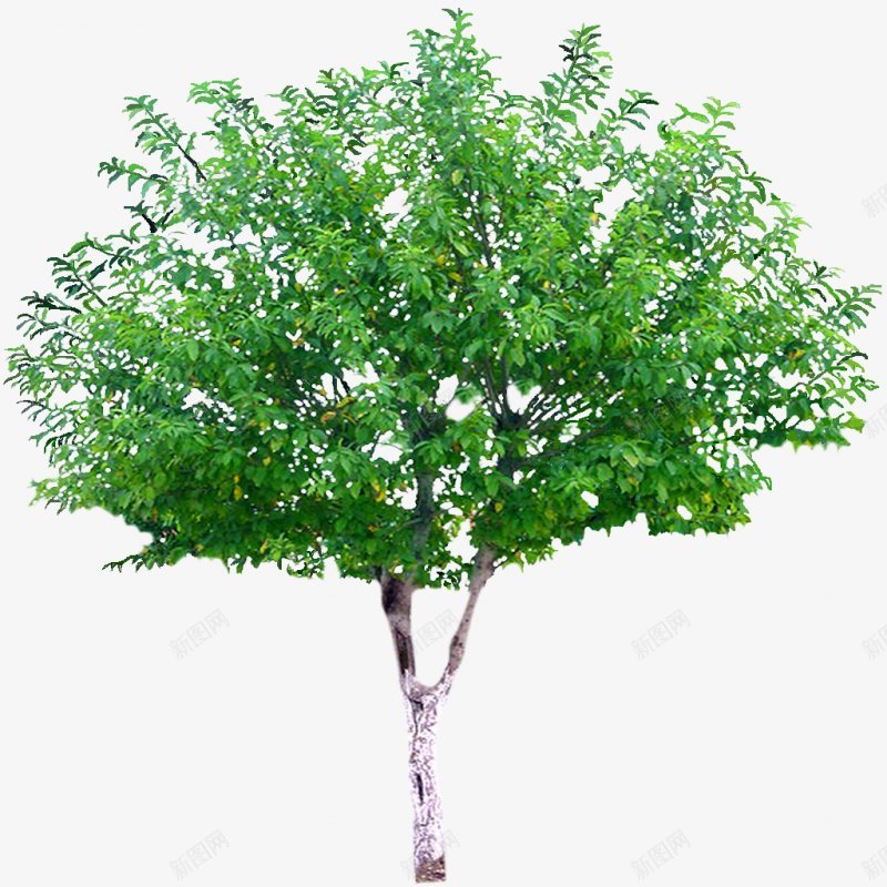 一棵树木元素png免抠素材_新图网 https://ixintu.com 实物图片 干净 栀子树 树叶 植物 户外 植绿 叶子 透明 栀子 香气 绿色 白花 鲜花