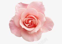 粉玫瑰花图情人节七夕素材